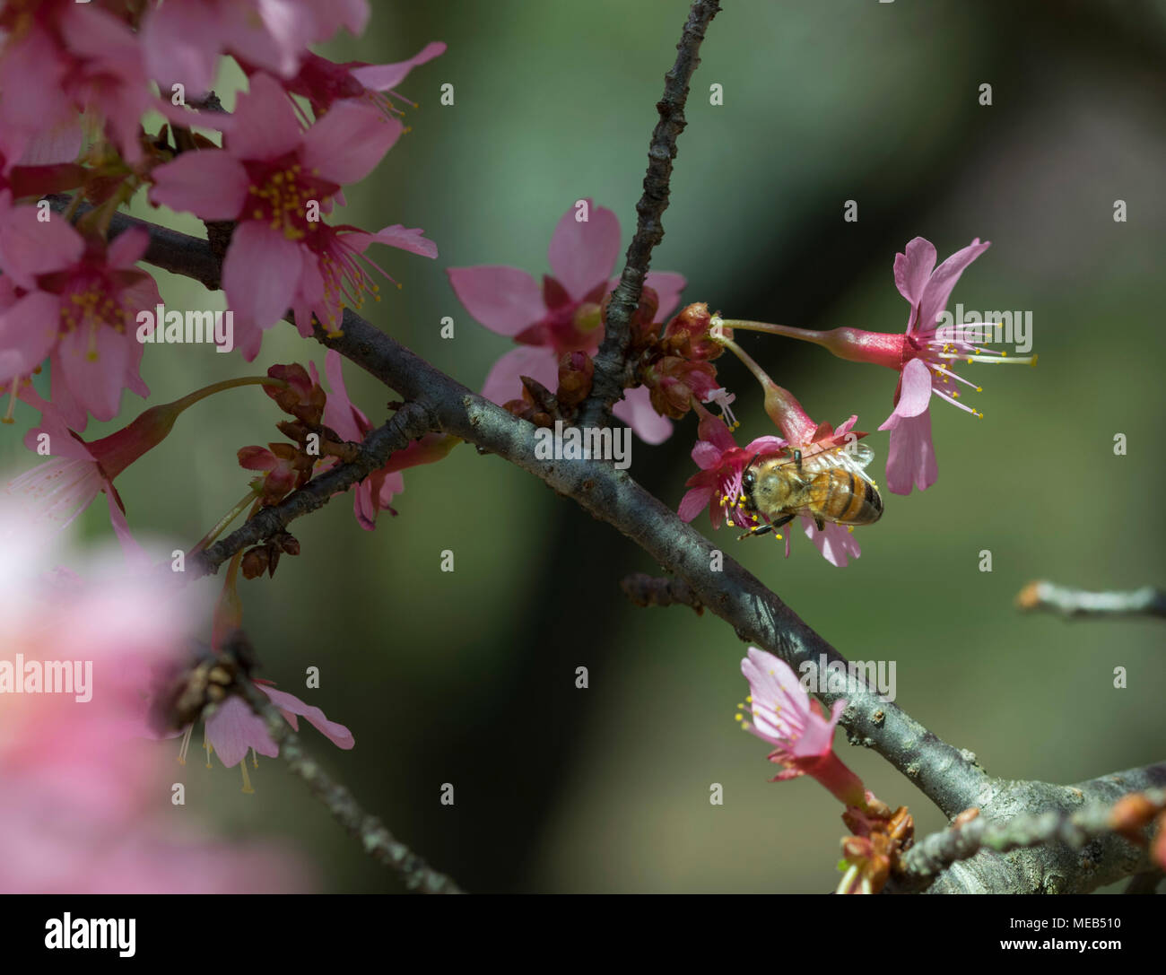 Rutgers Garten, New Brunswick NJ Stockfoto