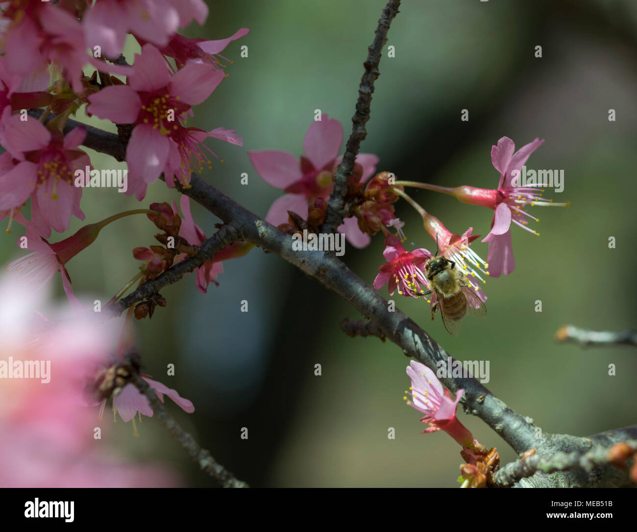 Rutgers Garten, New Brunswick NJ Stockfoto