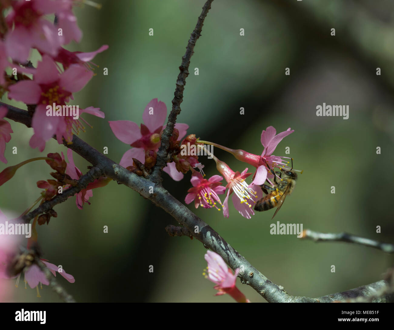 Rutgers Garten, New Brunswick NJ Stockfoto