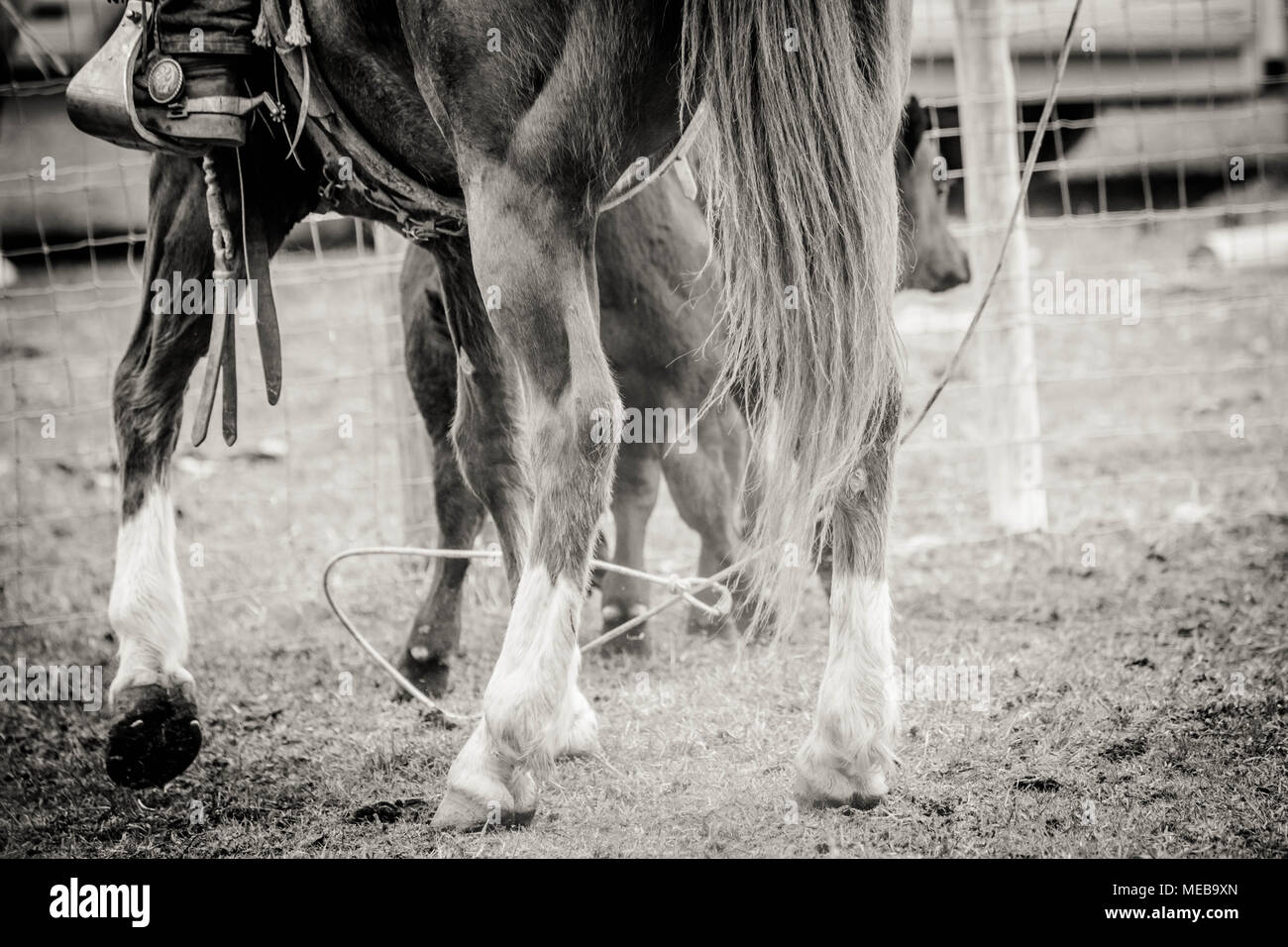 Das Branding II. Stockfoto