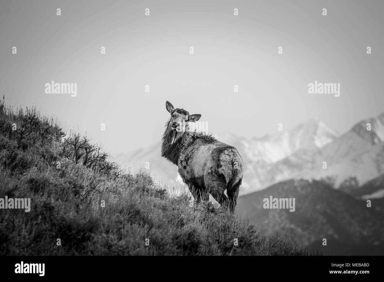 Die Antlerless Bull III Stockfoto