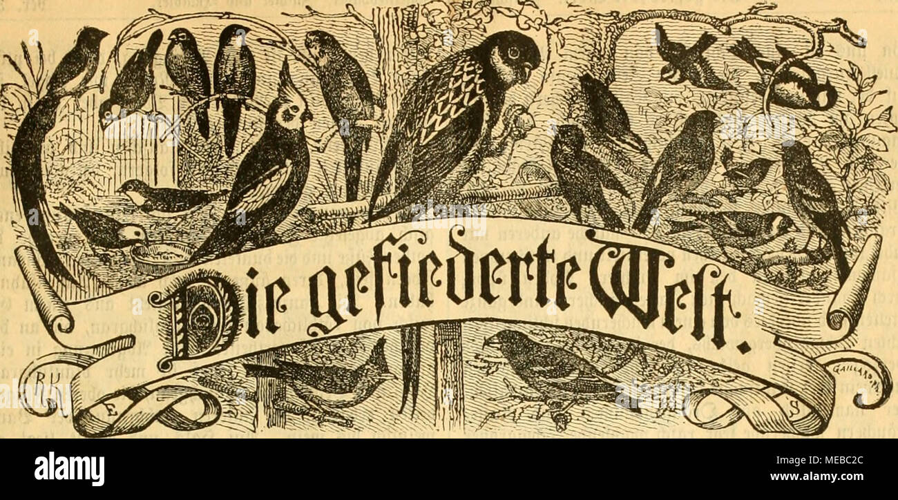 . Gefiederte Welt. ^^ Rift für SogellicSJaber citf, Wtt unÃ¶-^ aiiWcr. SefieKungen buvd^ jebe"^ uÃ¤) - fianbhing, foroie jebe"^ oftanftalt. Â¤ Â"^ PteiÃ ierteljÃ¤l^^3 aKoif Tlic. ? BocÂ § entIid^ tot? fummer. ." PerauSgcgcBen Don Dr. Mati Ktt^, iicituug: SJerlin, SeÃ¶ eaffioncejira^e 81 Ul. ainjeigcn Â" erben bie gefpaltene^ etitjetle mit 26 5] 8 fg. beted^ net unb unb Dtebottion berSrpebition Seiiellungen in entgegengenommen. Â"r. 36. Jlogbfbiirg, btn1. September 1892. XXI. 3 tt^rgang. BV?(r^i (6 eraetcuiS fnmmtCtcflcr $ ciginaC - ArtiItÂ "C IÖW ofnt 3 u/limmuug trs bcr^ erCagsBu Ã¼erausgtBtrs unt Stockfoto