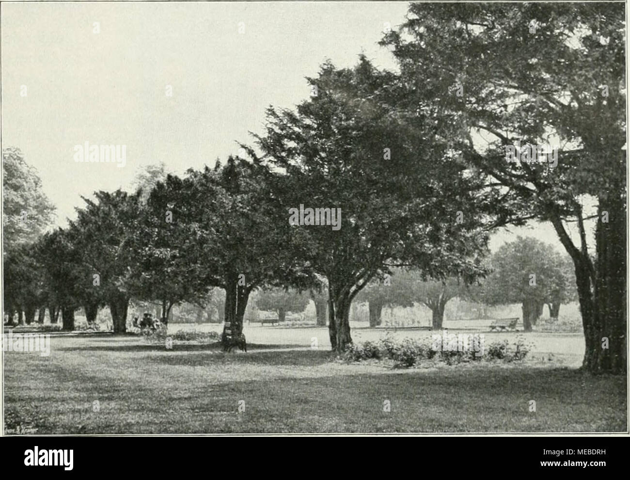 . Gartenkunst sterben. Schloß Hamptoncourt: Ansicht des Parterres der Ostfront mit den inzwischen ausgewachsenen Eibenstämmen. Blumen in Hamptoncourt, nämlich der feine überall ersichtliche Farbengeschmack der vornehmen Ger - Bundesländer. Of this T-Stück wurde im Park gereicht in einem GROL. sen Rasen. Vor einer alten, hohen Baum-Wand standen weißgedeckte Tische mit hohen silbernen Geschirren. Grellrot gekleidete Diener bereiteten den T-Stück. Die Damen aber, fast ausnahmslos schlanke elegante Erscheinungen, waren durchweg hell gekleidet, dezenten gebrochenen, weichen Farbentönen, auch etwa Licht meer Stockfoto