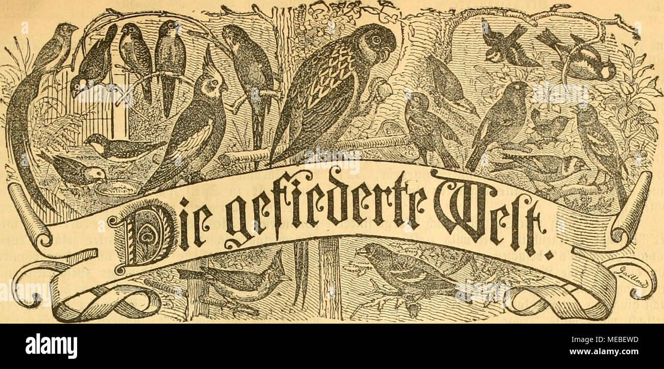 . Gefiederte Welt. BeitMjrift Für 3? ogcllie 6^ al) Äh, --SWtt mib--^Ã¤iiMcL Â© ofteltimgcn Burd) jebe 3? ud)=^ aublung, foroie Jebe^ Ãoftanftalt. ^ veiÂ § tiicrteljÃ¤(; vlid) 3 Warze. 2 BÖHLER d; entIid; eine SJummev. .^^ 1c r a u Ã¤ g e g e b e n t) o n Dr. MaÃ¼ Ku) 5.: 93 evliii iltebaftiou, Seaeattioncefiro^e 81 lU. Mrtjeigeii rocrben bie gefpaltene* Ãetit 5 Eile mit 25 *^5 fg. bevedjnet imb^Ã¶ eftetlimgcit im Bev (Srpcbition unb Ã ¤ tebaftion entgegengenommen. 32.) Ur. iJloi bfburiii, Ã¶ passen 9. ^ uijmft XVII. 3 al) rgauii. 3 nl a (t: Â© tfppciifjutjn niib^ aubenlerd; c. (Oiiiil) ologi (d) e) 33 eobnd tuiigen in ein Stockfoto