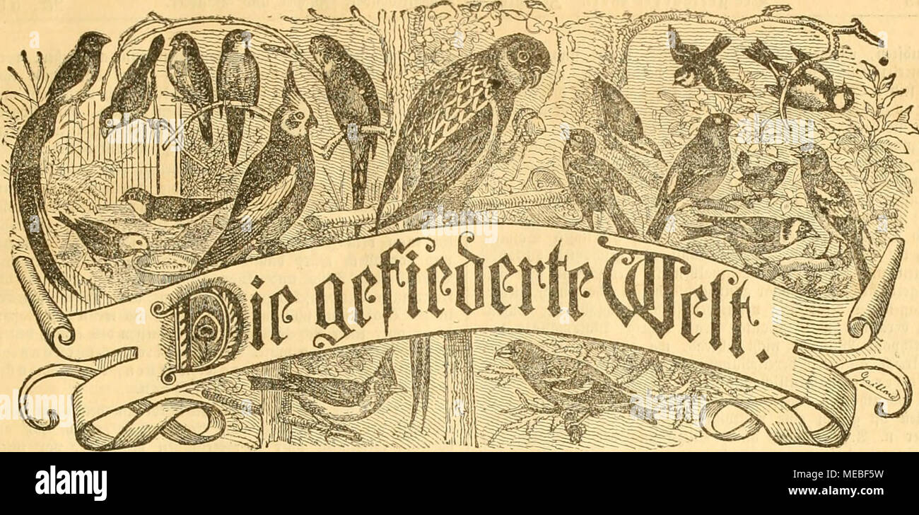 . Gefiederte Welt. Für scitfcfirift Sogelliefi^ afier, = 3 Ew) ter Mib = § äiiMer. SBefieUimgcu bind) jcbe Sii (!^s^aubtiing, foiuie Jebe*^^o) lanftaIt. ^^ 3 9 rcig Dierteliiiljrlic Jfarf. Entlid SBöc^^ Löwen 5 Ttummfr. Jp er ausgegeben von Dr. Maxi l?u^. 3 Jebaftioit: Serlin, Seacadiaiicejlrajje 81 III. 9 (n 5 e i g c n" etben bie gcfpaltene^ ctit', cile mit 25 55 fg. Berechnet die imb SBeftcttungen in Bet (Srpebition unb Diebaftion entgegengenommen. ITr. 51. Jla (;^cburg, Ben 22. Jlrjcmbcr 1887. Xvi. Jalirgong. 5&gt; te Erneuerung öes JlSoniaentenfs ivivb in Erinnerung fleneigfe geßrac ^f. $ n^att: 3ur Gefe Stockfoto