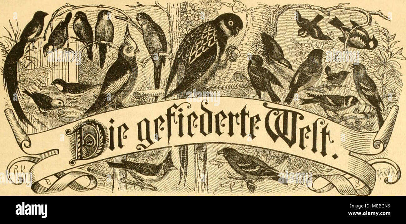 . Gefiederte Welt. Mfcl) Rift für Isoncllicbljnlirr, ^3 iid) ter imÃ¶''^ ttiiMcr. iii "ftclluiiiii'u^ lllâ d) Jo^^"*!* m1 ich iHiiiMiiiirt, imuic ilâ^e^iHiftniiildll. "IJn iii "iiicrfcliiilniifl); t â ¢' ich 'Ich' orf. SÃ¼Cl) ontlid) eine*) innimcr. ." ÃOVrtlK. ÃlMU 'l'ou UOll Lir. larl | {u^. S!c^nnioll: "Bciliii, *ycllcnllinnccftrnfic 81 DJ. V'lii^^ ciiU'u IUC 1.^^" 1I BIC (H' tpnUciic lH'tif, ii "ilc mit 25*l.! f (i. Bci' cdinct iiub â licftclliuiiicii in II - (S^"pcbilioii nnb SU'S iiftion cnfncficniiciiomnicn. lx. 26. Ich^ txliw, bfii 2 (5. 3 uni 1884. XTTI. 3 nl) V (ittn {&lt;. iDir flfioiiiici fmnifiMiiiji iFcs Stockfoto