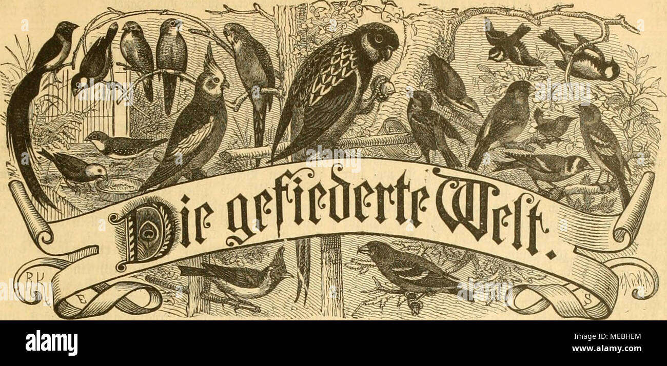 . Gefiederte Welt. 3 eitf (| Rift für Bogellieö^ aöer, * 3 ü (| ter unö^ § änWet Seftelliitiacn biirtfi] eW9 - ticli ÖoiiMunfl foroie Jel? c*)." oftaiiftQlt. Iß reis Bicrtcljäörlirf) 3 S) die Jatt. 9 Böd) Ciiflid) eine Dfummet. ^ erauggegeben bon Dr. fori Uttjl. Sln^ ciflcn" crbcti bie flcfpaltne spctit^ cile mit 25 sßfg. berecftnct uiib ffleftctlunflcn in der Sjpcbition unb SÄcbaftion entgcgengcnominfn. ^ v. 53. jicrlitt, öen 30, | 3 ffember 1880. Ix. 3 al) r0 ein 0. Sterben itnciwrung ifcs IBonncmeuts mird in geneigte Stinnecung geGiadlt. 3 nQ n 11:9 Iotbnnicritanifcl) e SJögel im Sreileben gefcfjilbcrt: 3 Mir Rauben - obe Stockfoto