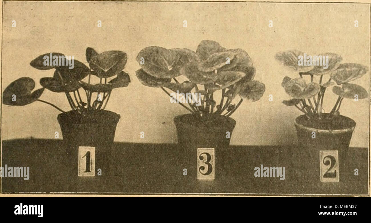 . Gartenwelt sterben. Beweis für die erhöhte Wüchsigkeit der ersten Bastardgeneration. Bild 2. Gleichaitrig-e Cyclamen-Pflanzen; 1 "Perle von Zehlendorf", 2 "Schöne Dresdnerin", 3 "Perle von Zehlendorf "X" Schöne Dresdnerin". gleicher Weise, und wenn die Spitze icli of this kleinen Abhandlung setzen Beispiele: Reine Luft für unsere Zimmerpflanzen, so füge ich mahnend hinzu: Reine Luft für uns Menschen. Ich denke da wohl eine manche Bindestube, in der schon durch den, wenn auch in geringen Mengen lieblichen, so doch bei Massenvorkommen Blumen-betäubenden Duft die-Luft Annihilate, wen Stockfoto