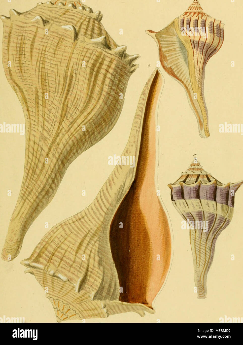 . Die Gattungen Pyrula und Fusus nebst Ficula, Bulbus, Tudicla