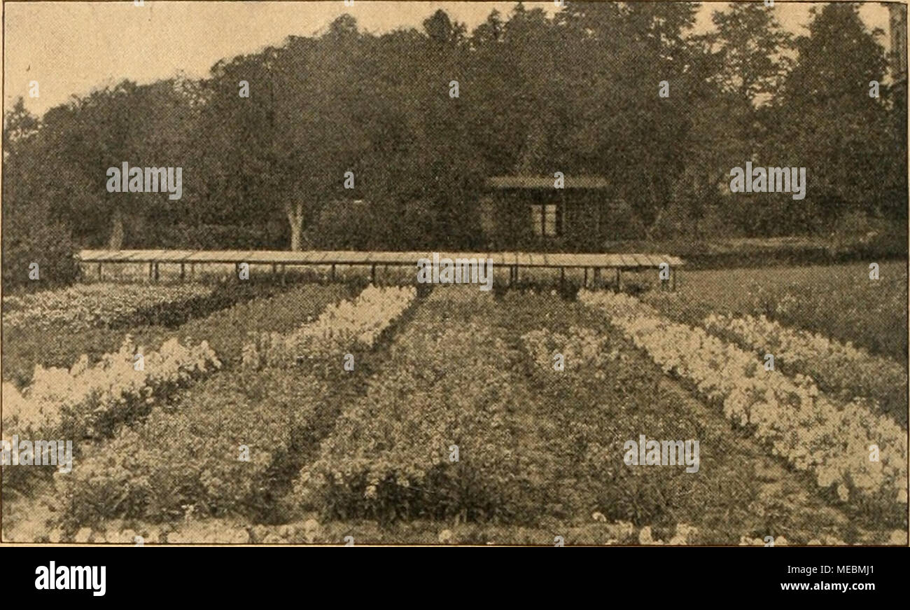 . Gartenwelt sterben. ^ tu: Â £^ iv -.^., Blumenzucht im freien Lande. Ueber den heutigen Stand meiner Levkojen - ZÃ¼chtung. Von Paul Teicher, Striegau. (Hierzu 5 Abbildungen / im Betriebe des Verfassers für sterben âGartenwelt" gefertigten Aufnahmen.) Wie allgemein bekannt, is also bei Levkojen einfach und gefÃ¼llt blÃ¼hende Pflanzen, von denen jedoch nur die letzteren Handelswert besitzen. GefÃ¼Llte Levkojen-Bl Ã¼ten dadurch entstehen, daÃ unsere StaubgefÃ¤Ãe und Stempel in BlÃ¼tenblÃ¤tter Ã¼bergegangen sind, wurde im botanischen Sinne eine VerkrÃ¼ppelung bedeutet. Sterben gefÃ¼llten BlÃ¼ten kÃ¶n Stockfoto