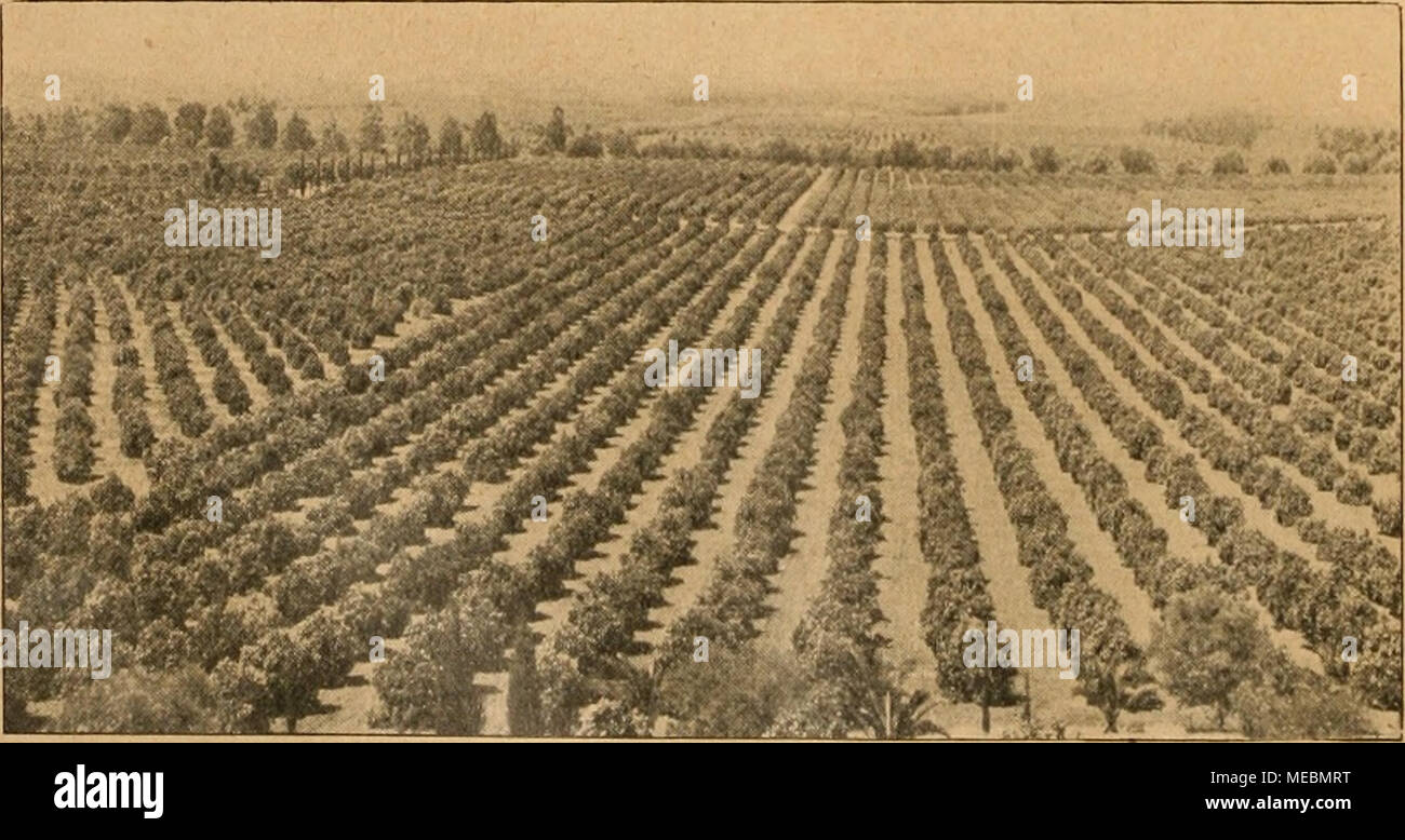 . Gartenwelt sterben. Eine Apfelsinen- und Zitronenplantage in Süd-Kalifornien. Aus den Citrus-Gro SSplantagen Nord-Amerikas. Von Dr. J. C... Uphof, Bussum (Niederlande). (Hierzu 3 Abb / vom Verf. w. d. "Gartenwelt" gefertigten Aufnahmen.) Der Anbau von Zitrusfrüchten und insbesondere von Apfelsinen hat in den Vereinigten Staaten in den letzten Jahrzehnten eine gewaltige Ausdehnung angenommen. Im Jahre 1918 wurden 49 063 19 Eisenbahnwagons mit Citrusfrüchten allein aus dem Staate Kali- fornien in den Händel Referenzen, wovon nicht weniger als 39100 Wagen mit Apfelsinen entfielen. Der Gesamtertrag einer Stockfoto