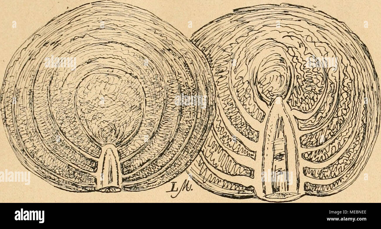 . Gartenwelt sterben. Bild 1. Zur Samenzucht im Gemüsebau. Kohlkopf; links, rechts geeignet ungeeignet zur samenzucht müssen fest und feinrippig sein. In den Graben zwischen Rippen dürfen sich keine Hohlräume iaefinden, this enthalten meistens große Mengen Wassers. Der Strunk soll nicht zu weit hineingehen in den Kopf, ein schwacher Strunk, welcher wenigstens Hand-hoch mit Blättern bedeckt ist, ist dem hohen, dicken Strunk vorzuziehen (Abb. 1). Der geübte Städte und Gemeinden sieht es meistens dem äußeren Bau des Kopfes schon ein, ob er die gewünschten Eigenschaften besitzt oder nicht. Ein s [uter Kopf ist etwas gewölb Stockfoto