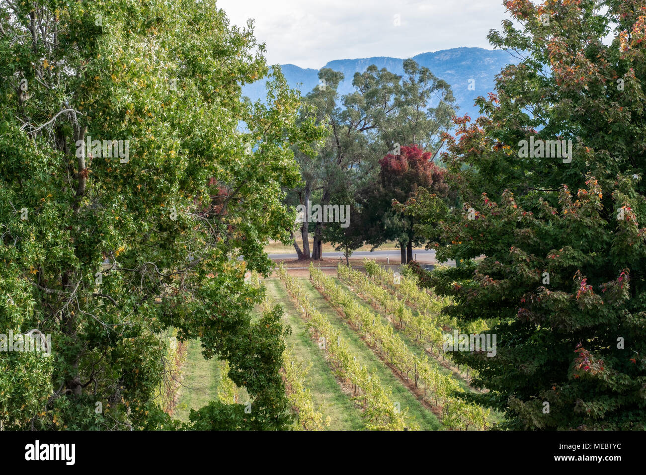 Feathertop Winery, Great Alpine Road, Porepunkah, Victoria, Australien Stockfoto