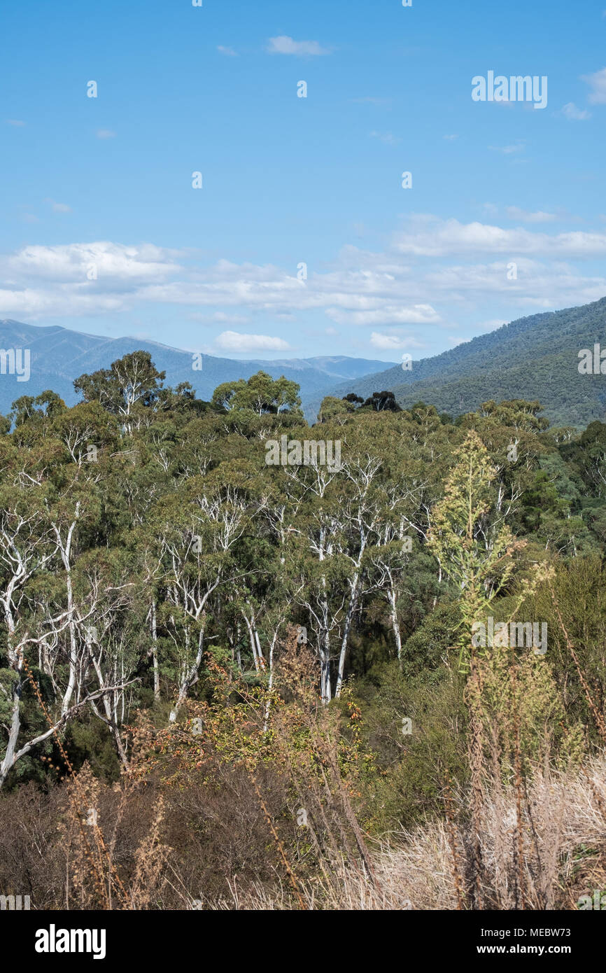 Mount Feathertop, Great Alpine Road, Hell, Victoria, Australien Stockfoto