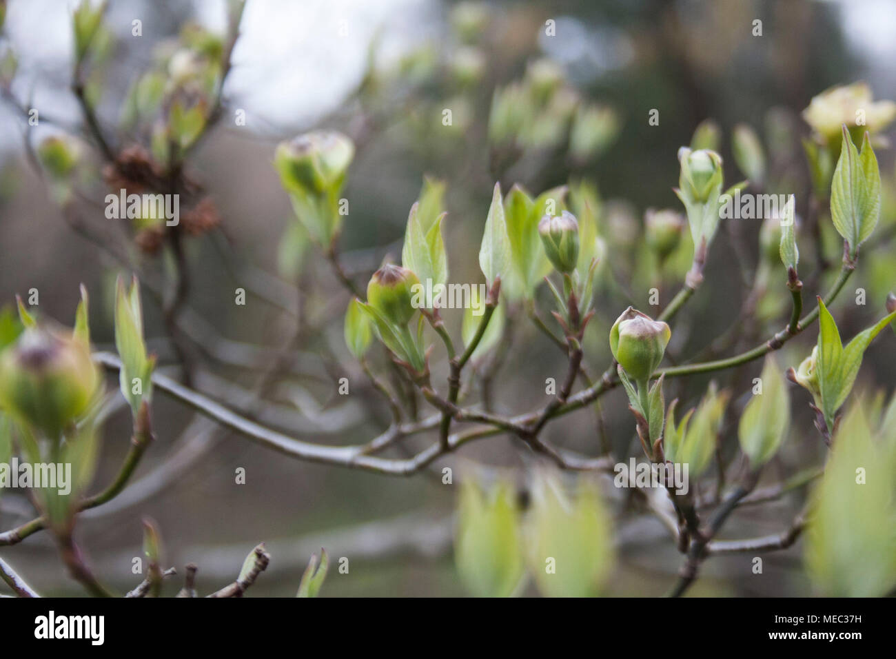 Ein Soft Focus Hintergrund Bild eines Baumes Austrieb im Frühling. Stockfoto