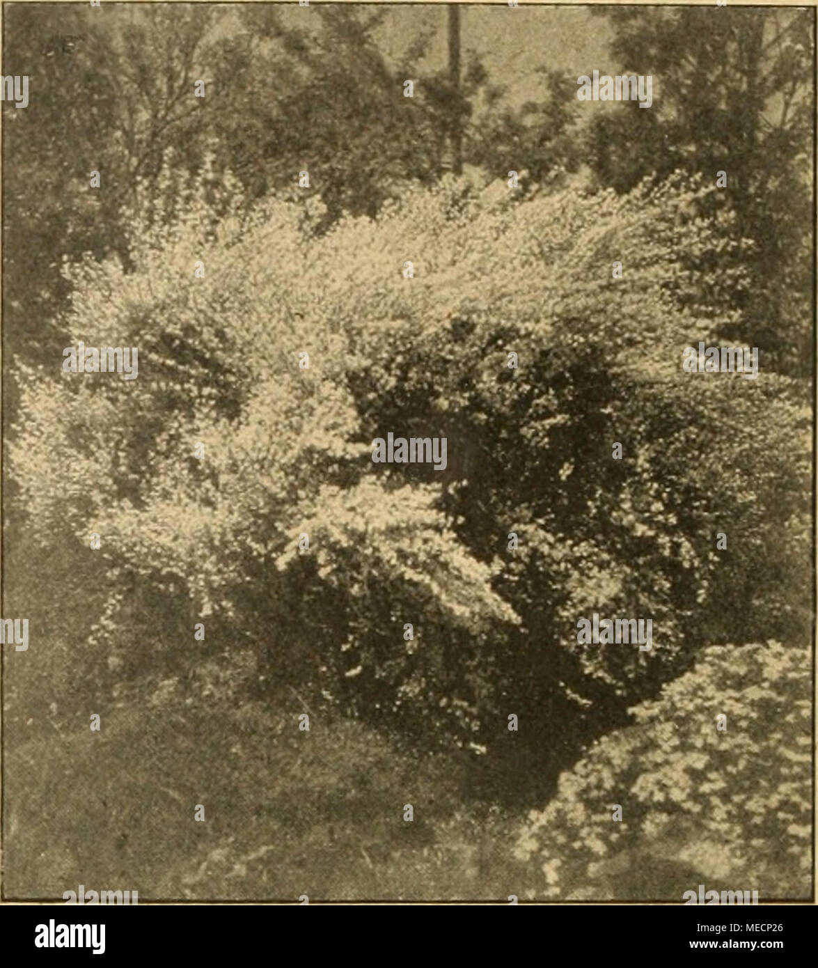 . Gartenwelt sterben. iÃ¼HV^"^"'''^'^' iV 1 B''^^^^^^^H^^^^^ Bk''''^ â"^^^^^^^ IPI-B9 vf^'vSI^ Id^^* 4 £ ein ^^ ^ j;^^ JJ^ Wfc^H^S | ^ &Amp;^ VÂ" "^II^^ HwÂ" "mj^HIHI^^^^^1^^^^^^^^^^^^^T "ich ^^V^^^^^^^^^^ ich Bk ^^^^^^^^^^^^ Ik lKr Hl ^-^^^b^Cytisus Kewensis. Gtiiista Beurre. stehen verschieden, oft ist er unverzweigt, manchmal ver-zweigt er sich stÃ¤rker, wie auf dem Foto, hat dann besser entwickelte Seitentriebe und baut sich mehr kegelfÃ¶rmig auf. BlÃ¼Tezeit beginnt gegen Ende April und dauert bis SPÖ¤t Sterben in den September, oft auch bis in den August hinein. Werde ich für die Folge auch immer GÃ¤rten zu pf Stockfoto