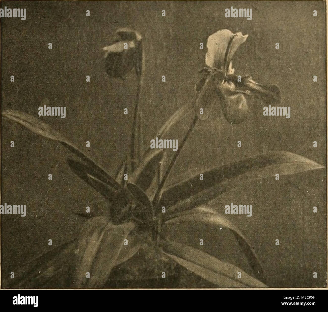 . Gartenwelt sterben. Cypripedium Lathamianum. Nach einer vom Verfasser für sterben "gartenwelt" gef. Aufn. 88. Harry Kirk. 89. Hofgartendirektor Gräbner! 90. Johanna Sebus! 91. Jonkheer J. L. Mock! 92. Jubiläumsrose. 93. Killarney! 94. Lady Greenhall! König der Knall. 95. La France! (03 mittelstark, 04 gering). 96. Laurent Carle! 97. Le Progres! 98. Leutnant Chaure. 99. Lyon-Rose! 100. Mabel Drew! 101. Mme Edmond Rostand! 102. Mme Jules Bouche. 103. Mme Jules Grolez! 104. Mme Leopold Dupuy! 105. Mme Lucien Baltet. 106. Mme Melanie Soupert! 107. Mme Ravary! 108. Mme Segond Weber. 109. Maman Lily! 1. Stockfoto