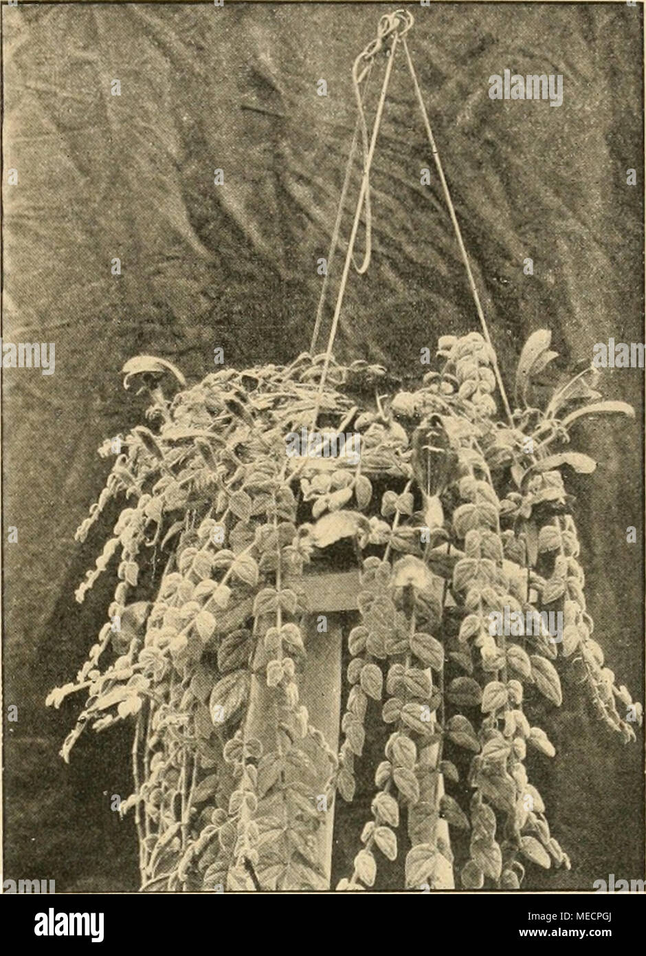 . Gartenwelt sterben. Â Columnea gloriosa superba. Nadi einer vom Verfasser für sterben âGartenwelt" gef. Aufnahme. Aloe standen - es Krieg ausgangs Dezember â zwei buschige, etwa 'Li m hohe kamellien in tadelloser Verfassung und in vollster BlÃ¼te. Die ganze Erscheinung of this Nummern-oper Pflanzen lieÃ - im Gegensatz zu der ou gewÃ¶hnlichen, wie man sie bei lÃ¤ngerer Kamellien / Beherbergung in Zimmern findet - in sorgfÃ¤ltigste Wärmebehandlung schlieÃen. Satte sterben, glÃ¤nzend dunkelgrÃ¼ne, reine durchaus und staubfreie Belaubung im Verein mit der ueppigkeit der Pflanzen lieÃen annehmen, daÃ beide s Stockfoto