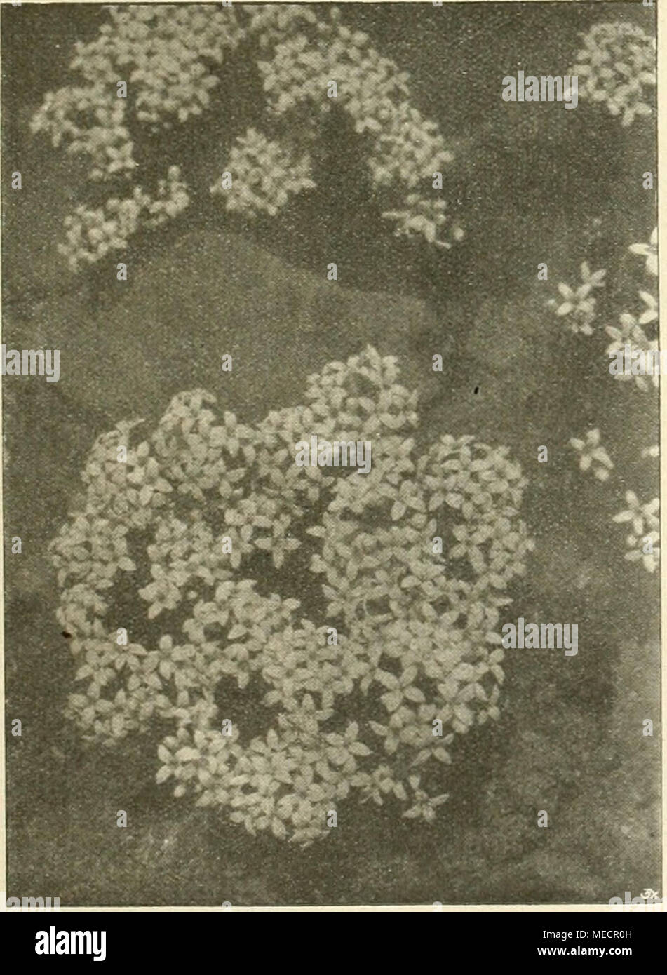Gartenwelt K Asperula Hirta Sterben Nach Einer Fur Sterben Agartenwelt Gel Atifnalirnc Say A T Jbb W K R A A Ein A F A Ich A L K M N W C
