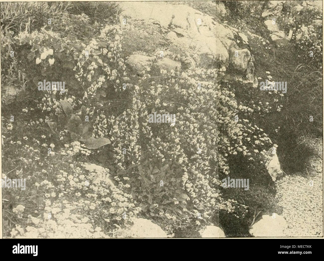 . Gartenwelt sterben. Felsengruppe mit Cytisus purpureus incarnatus. Links Monkey Schöne v. Ronsdorf. Nach einer für die" Gartenwell*' gefertigten Aufnahme. aussäen, da er nur wenig beschattet, anderen Pflanzen auch noch genügend Luft und Licht zukommen läßt. Auch sterben, hell- bis dunkelgelbe Ringelblume, Calendula von/icinalis, Technologie zu den Blumen, die sich ohne weiteres selbst fortpflanzen, wenn ihnen genügend Platz zur Ver-fügung steht, da sie sich nicht gern beengen lassen und-sonders Anspruch auf Sonnenlicht machen werden. Außer den ver-schiedenen Färbungen is also available mehr oder minder schön Stockfoto