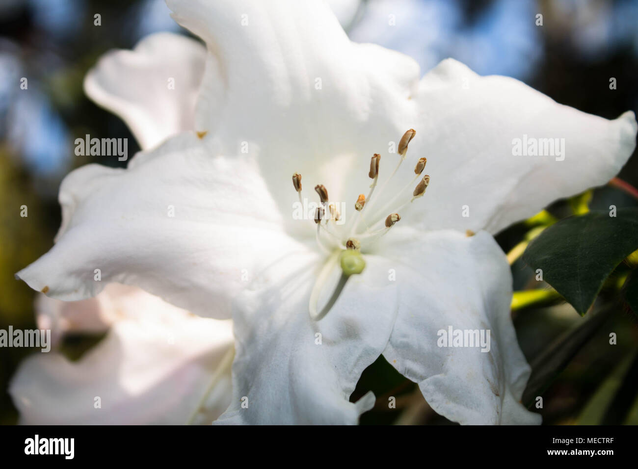 Grosse schöne weiße Blume Makro. subtropische Pflanze Stockfoto