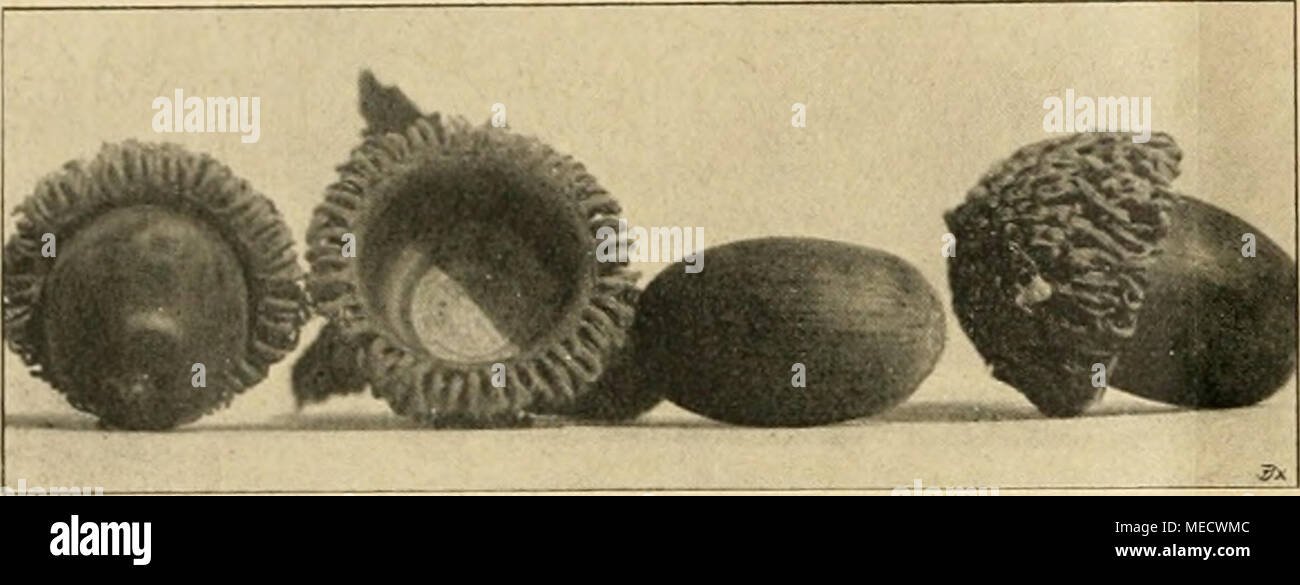 . Gartenwelt sterben. Früchte von Quercus Aegylops. bekannt. Sie enthalten bis zu 35°!^, Gerbstoff und Werdener zur lederfabrikation in großer Zahl verarbeitet. Im Jahre 1905 führte Deutschland 145 061 Dz. Knoppern ein. Für Deutschland sind aus folgenden Jahren sterben Ausfuhrmengen bekannt: 1906 1909 1910 1911 1667 kg 2381 kg 1329 kg 2259 kg. Die geringen Mengen scheinen sich nur auf ein engbe-Grenztes Gebiet zu beziehen. Syrien, Kleinasien und die griechischen Inseln werdener wohl sterben Hauptlieferanten der Knoppern sein. In Syrien soll in Quercus Aegylops 10 - 15 "/^ des Waldbestandes entfallen, so Stockfoto