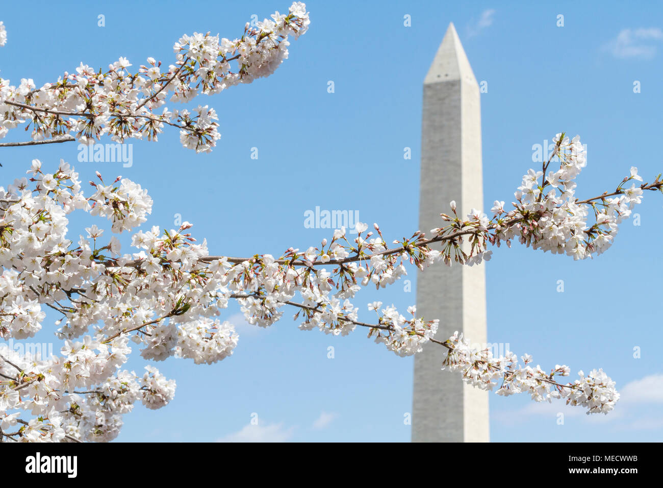 Kirschblüten im Peak bloom Frame das Washington Monument, Frühjahr 2018, Washington, DC, USA. Stockfoto