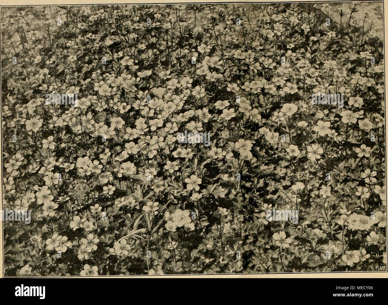 . Gartenwelt sterben. Ranunculus carpathicus. hohen, gut verzweigten Blütenschaft hervor, zeigt auch sonst in Wuchs und Hallung jene derbe, feste Gedrungenheit, wie sie nur die Bergluft hebt, und ist bei thunfischwadenfänger Reidiblumigkeit ein fes-Selnder Leuchtpunkt jedes Steingartens, dessen Ost- und Nordseite Äh-Platz findet. Leh-Mige, frische, aber niederländisch-lässige Humuserde und nicht grell besonnter Standort / Dm groß-Laubigen Bergkinde - sondersgut zu sein; hier weckt es mit-großen, flachen, tief dottergelben Blütenschüsseln ganz Ihr-vorragende Eindrücke. - Im Sommer verlie Stockfoto