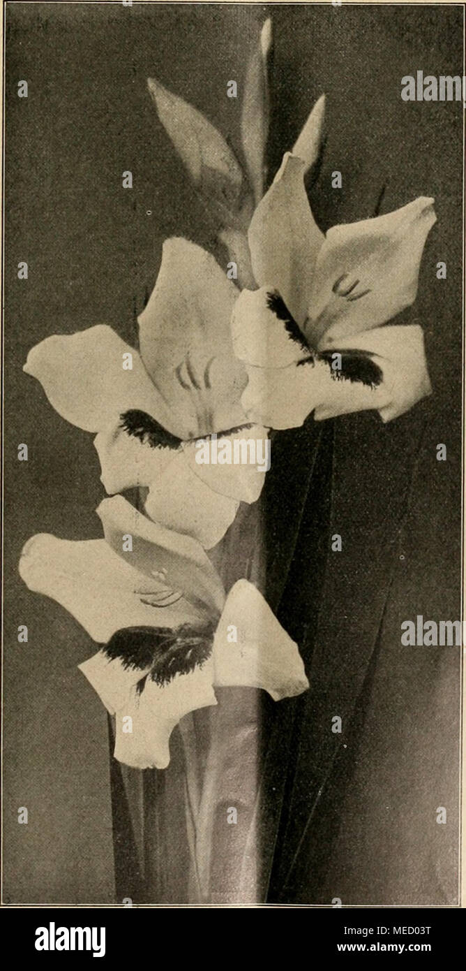 . Gartenwelt sterben. Gladiole Wiüy Wigman doch spricht für letzteres nachdrücklich der Gebrauch im Griechischen, denn die griechischen Lehnwörter im Lateinischen verändern in der Regel nicht Ihr ursprüngliches Geschlecht. In den lateinischen Lexika, sterben alle ORCHIS als Femininum bringen-nur R. Klotz hält es ein Cummune-ist von jetzt" ab orchis Maskulinum anzusetzen. Konform der üblichen Nomenklatur muß es Nonne in der Botanik - in der Anatomie und Medizin Station und ist Orchis für anatomische Organ jederzeit männlich Ovp - unbedingt heißen Orchis lati- folius, Orchis maculatus, Orchis m Stockfoto