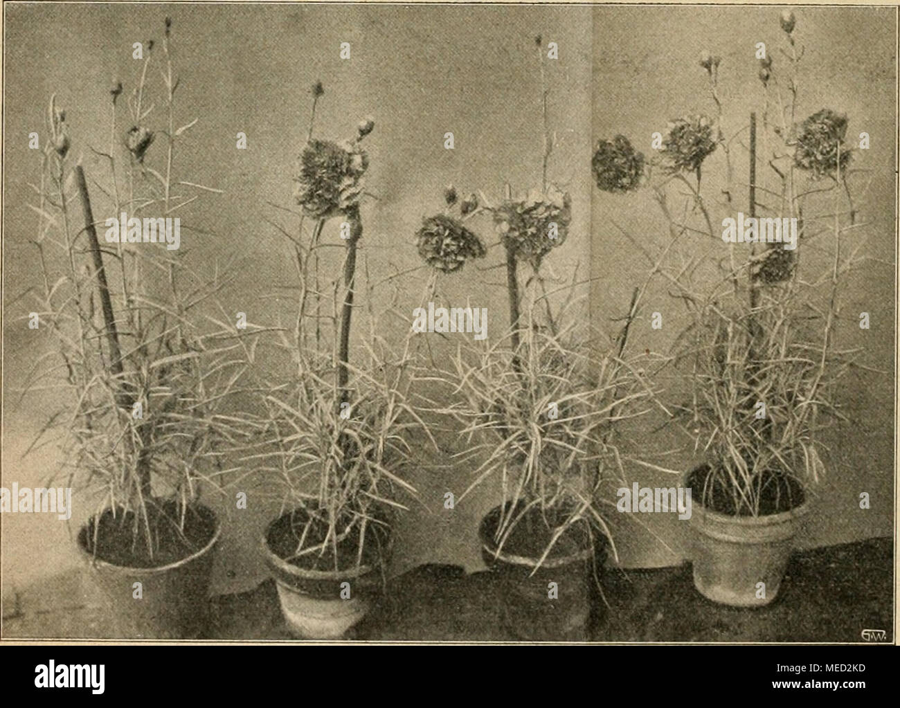 . Gartenwelt sterben. Topfpflanzen von Baronin Schey. Originalaufnahme und "gartenwelt" halte ich in meinem Nelkenhause bei Tag auf 10 - 12°C, 8 - 10 "C bei Nacht. Bei der angegebenen Wärmebehandlung liefern die Nelken, sonders dm Herrschaftsgärtner, der über wenig Platz ver-fügt, ein sehr dankbares Schnittmaterial. Rhynchanthus Johnianus (schlechter). Von Herm. A. Sandhack, Buchungsanfrage ein. Rh. (Hierzu eine Abbildung".) Es ist eine bekannte Tat-sache, daß eine große Zahl neuer Pflanzen ganz zufällig mit Orchideeneinführungen aus den Tropen zu uns gelangen. Fast jede größere Orchideen - gärt Stockfoto