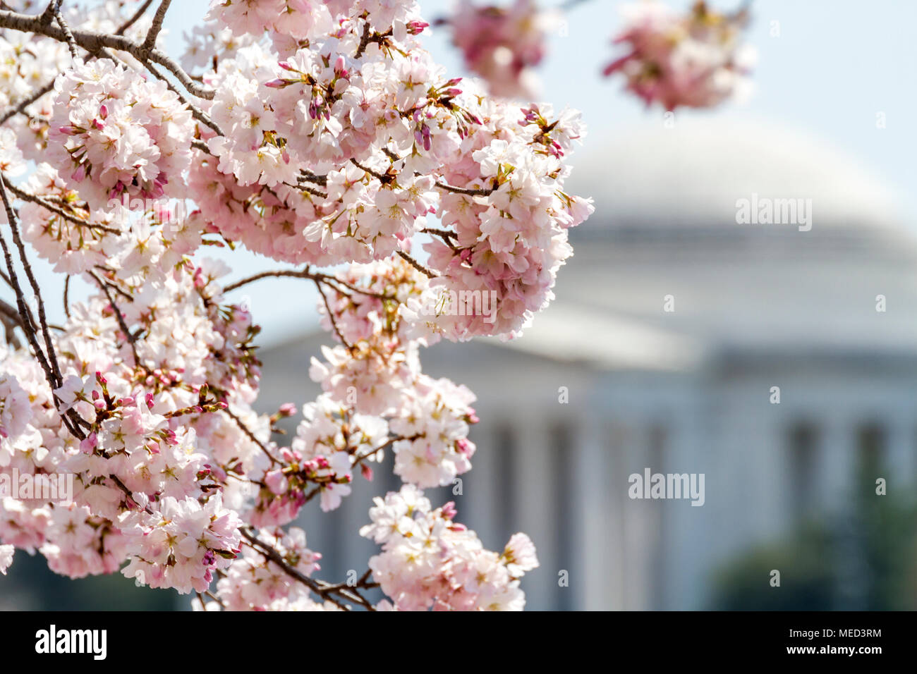 Kirschblüten im Peak bloom Frame das Jefferson Memorial in der Ferne im Frühling, 2018, Washington, DC, USA. Stockfoto