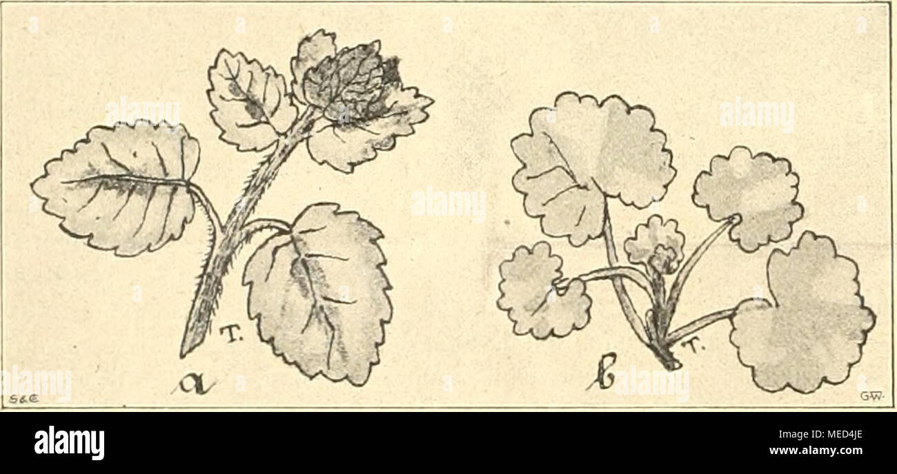 . Gartenwelt sterben. blÃ¼hende oder Gold-Taubnessel, Lamium galeobdolon, {Oaleobdolon luteum) aufmerksam machen. Man kann This- genÃ¼gsame, ziemlich rasch wachsende und bei uns vollstÃ¤ndig winterharte Pflanze auf verschiedene Art verwenden, namentlich als Ampelpflanze, Orten, wo andere GewÃ¤chse wegen Mangold ein Sonnenlicht oder auch wegen lÃ¤ssiger Wärmebehandlung nicht recht gedeihen wollen. Dann eignet sich Lamium Oaleobdolon ganz vorzÃ¼glich zur BegrÃ¼nung kahlen Stellen unter lichten GehÃ¶lzen. Auch sah ich es neulich, Click in Wannsee, einer nach Norden gelegenen BÃ¶schung, Sterben gleich Stockfoto