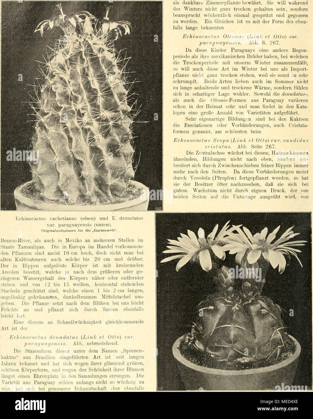 . Gartenwelt sterben. FIchinocactus cachetianus (oben) und E. denudatus var. Paraguayensis (unten). Orisinalaufnahmen für sterben "gartenwelt". Brazos - SSivor, als auch in Mexiko eine mehreren Stellen im Staate Tainaulipas. Sterben in Europa im Handel vorkommen-den Pflanzen sind Abb. 10 cm hoch, doch sieht Mau bei alten Kultivateuren auch solche bis 20 cm und drüber. Der in Rippen aufgelf' iste Körper ist mit kreisrunden Areolen besetzt, welche je nach dem größeren oder ge-Ringeren Wassergehalt des Körpers näher oder entfernter stehen und von 12 bis 15 weißen, horizontale stehenden Staclieln geschützt Stockfoto