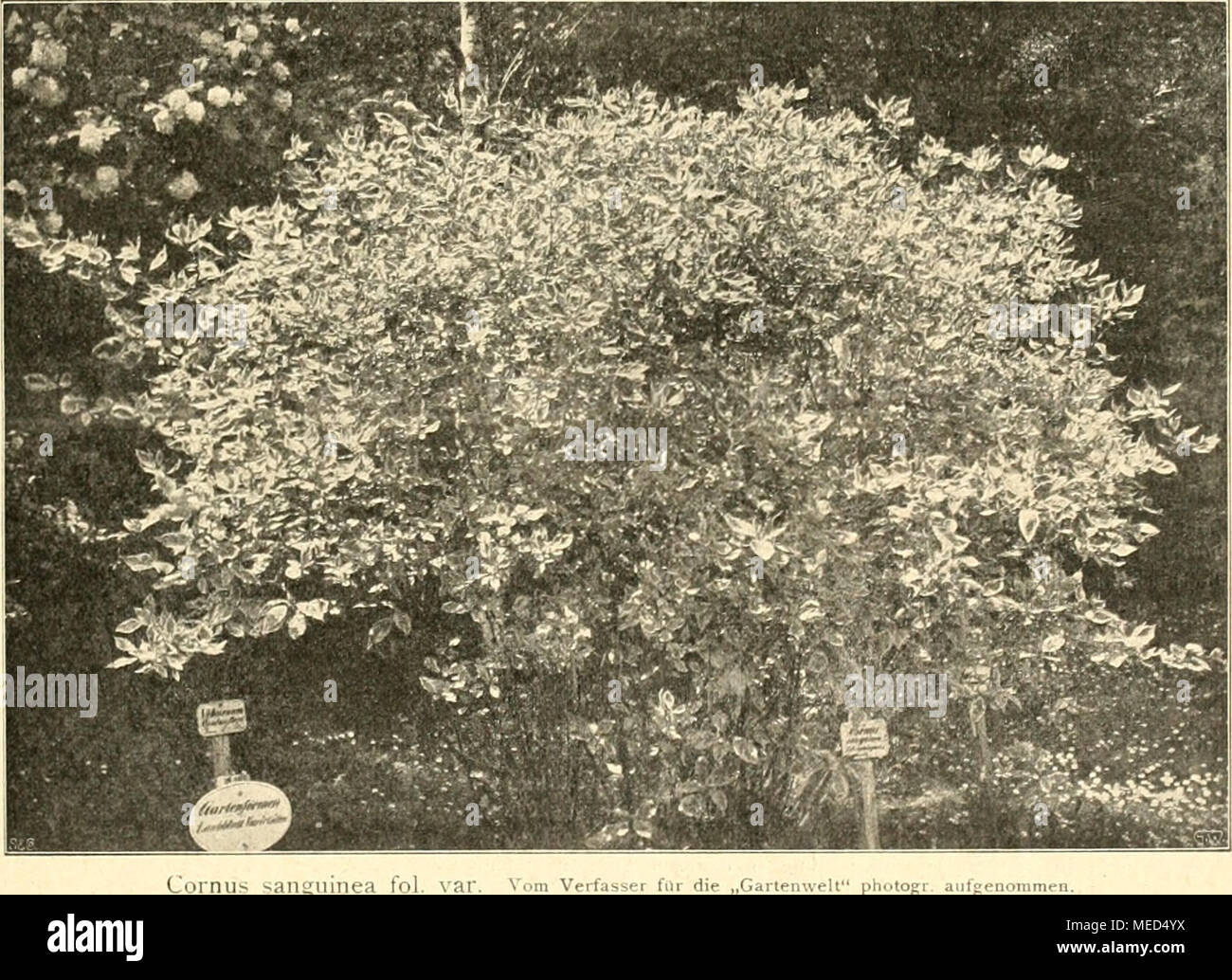 . Gartenwelt sterben. Cornu D.. Gehölze. Com IIS saiiuiiiiiea fol. Var. Von Eugen Jos. Peters, Giaz. {Hicrxii eine Äbhildung.) veißbuntblättrige Form des blutroten Hartriegels Cornus fol. var. Technologie, wie die Not der Farbe Ermangelnde Abbildung zeigt, zu den Referenzen und Beispiele unter den zahlreichen, unseren Gärten und Parkanlagen zum Schmucke gereichenden Ziersträuchern. Manche oft tun sich wohl durch eine größere und aus diesem Grunde auffallendere Belaubung hervor, doch macht sich of this Hartriegel ganz besonders durch seine wirklich ausnehmend hübschen, auf weite Entfernung hin ins Auge fallenden, me Stockfoto