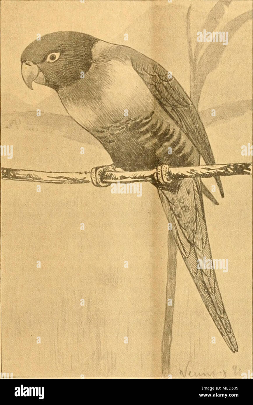 . Gefiederte Welt. Cori Don bcil binnen Ã¶ trtien (psittacus Swainsoni, Jard. et Seilt.). Letzte 23 Rut (Brei 5 Rijc^= linge) t) atte im aUge = meinen biejelbe bunfle (Varbe, jebod roeld) e) beim jÃ¼ngften SÃogel bin ganjeu ÃÃ¶rper, mit'} lu5 ua^ mich ber g-lÃ¼gel, Ã¼iel grauer (blafjer) ausfiel. 9 lber aud) traten bei biefen jonft i^Ã¶geln unernmrtete@efieber =^ Jlbiueidjuu: Gen auf. Der Ã ¤ ¤ ltefte (DJtÃ undjen) ijeigt bie jogenannte Syliege un-- terbalb bcÂ § Â® d) nabelÃ ¤, gauj in berjelben2 Ich.^ eije, roie eÃ¤baÂ § 3 eifigmÃ ¤ Nnd) de (friu - giUa sj) inus, L.) bat, jebod) Nic^t joubern reinroeiJ jdjroarj, 3; au Stockfoto