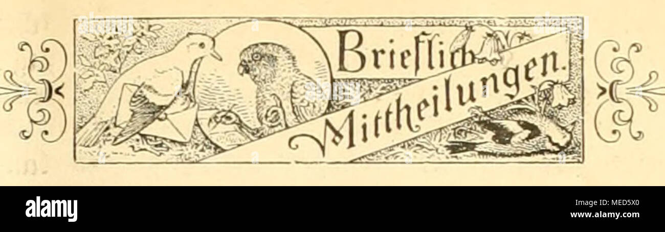 . Gefiederte Welt. . "D) Tt) cile y^nen crgebenft mit, bafi mein Jliiffafj,, I> ogelltebl) aberei, il) Re'4^) cvcd tiguitg unb Il; r fitllid; er Sertl; "bcv, ^^;' nterlu tionaIen lnsftelliing ber. UDniglid; en. Soo = Iogifd; ä~i*o Tan wenn eben (â^ef el1f d; af t im-ö aag mit ber bronjcnen lltebaille auSge^ eidmct lonvbe. rvitill; ologifd; lUeiicS is also z.b. l; icv Nid) Ich §. Â"'â ieflcrii mar-id; brauften im IvSalb; vidiijcsmeifen ftreidieit fd) ou, rotl) rüdigc ii^ ürger finb fd) ou fort,  £ cbu) Ar; plattl fveffcn eifrig in Ben (â nirtcn bic Reifen'. leeren beS. g) Dller", vicbiualb Stockfoto