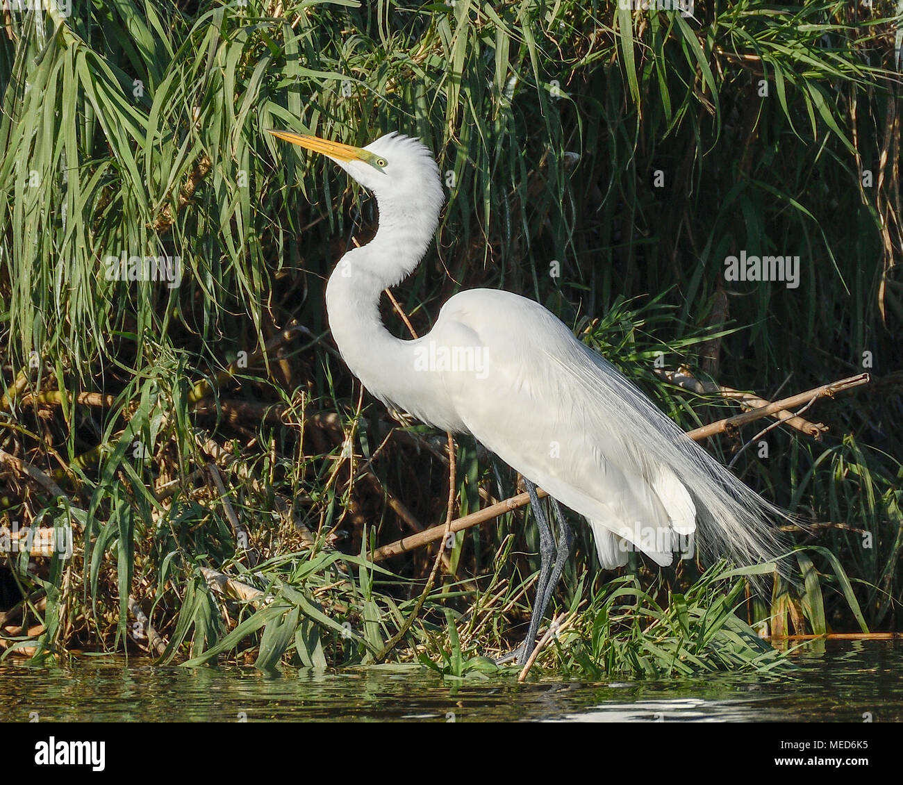 Silberreiher Ardea alba ist ein großes, weit verbreiteten Reiher auf der ganzen Welt gefunden. Dieses ist in einem rookery in Taylor, Texas, USA Stockfoto