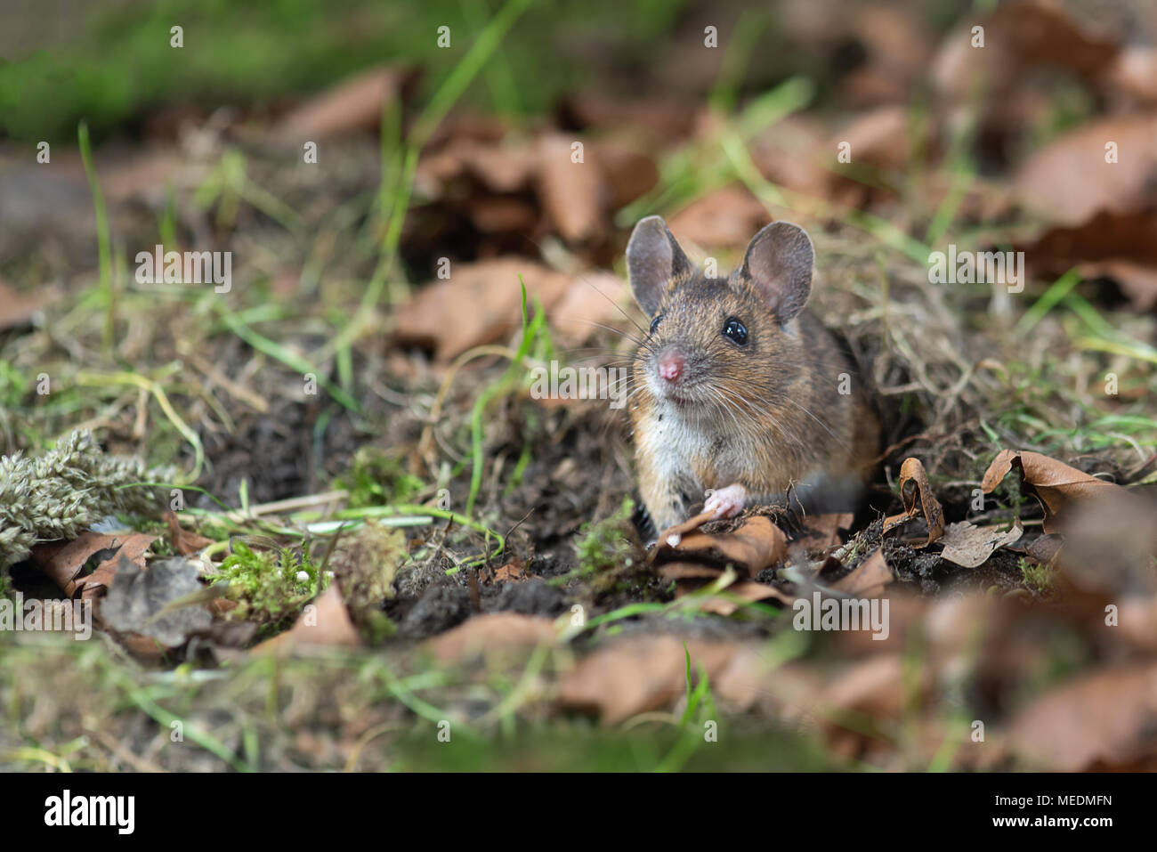 Ruhig sitzt auf dem Waldboden und Suchen alert aus der Fauna ist dieses HOLZ MAUS APODEMUS sylvaticuse, das gemeinsame Nagetier aus E Stockfoto