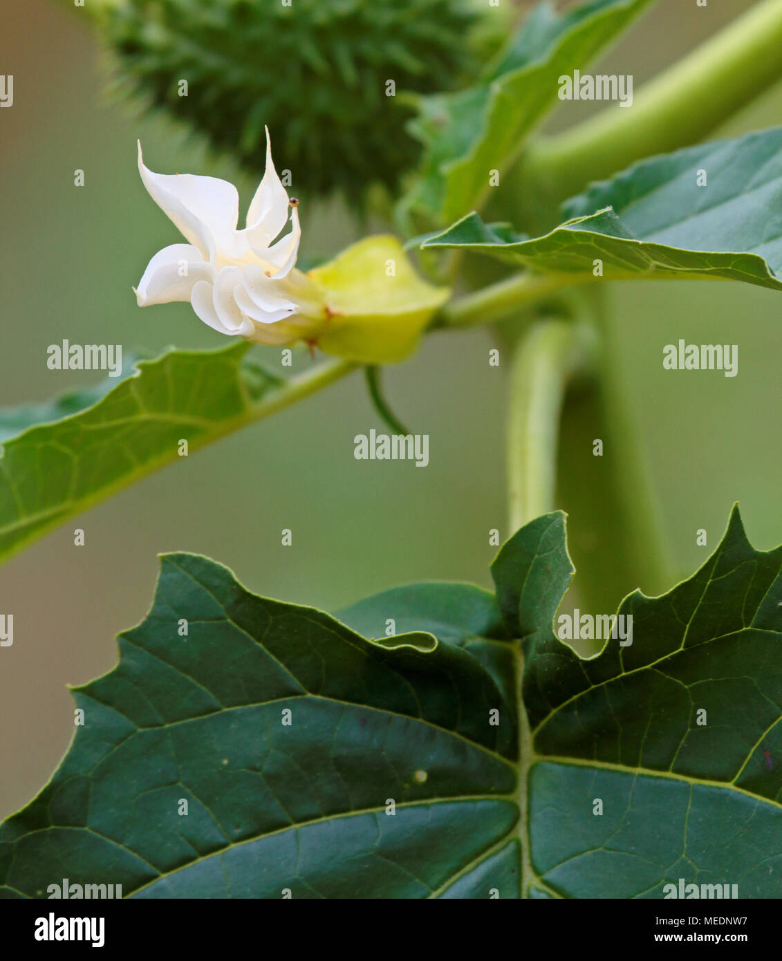 Giftige Jimson weed Blühen im Sommer Stockfoto