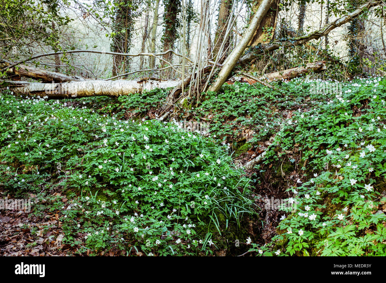 Teppich von blühenden Buschwindröschen in Bedelands Nature Reserve, West Sussex Stockfoto