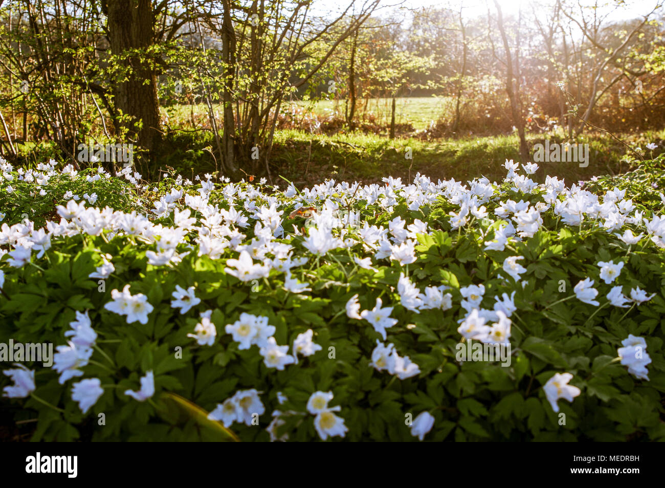 Schönen blühenden Buschwindröschen im sanften Abendlicht Aalen in West Sussex Stockfoto