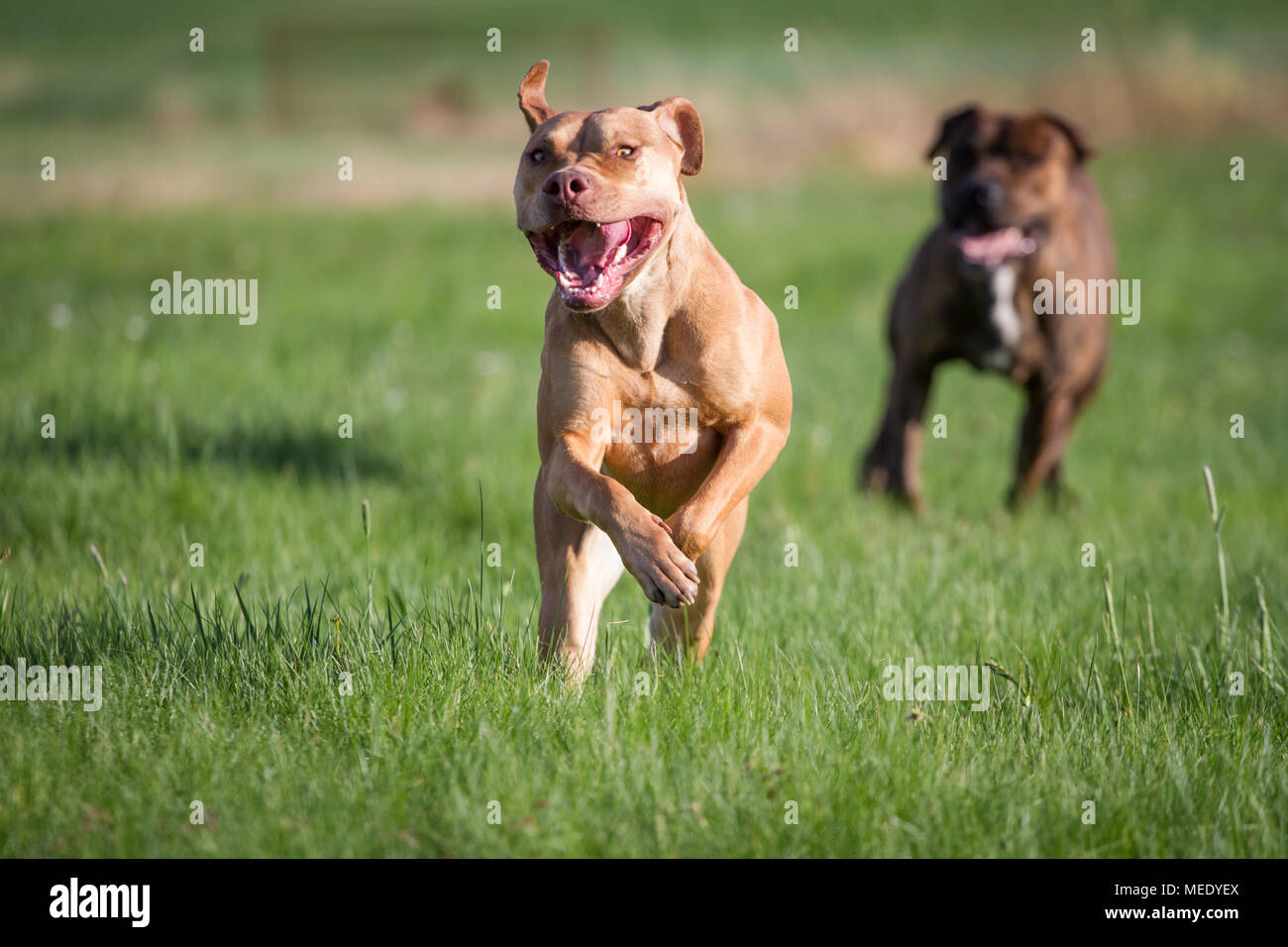 Die Pit Bulldog läuft auf einer Wiese an einem sonnigen Frühlingstag Stockfoto