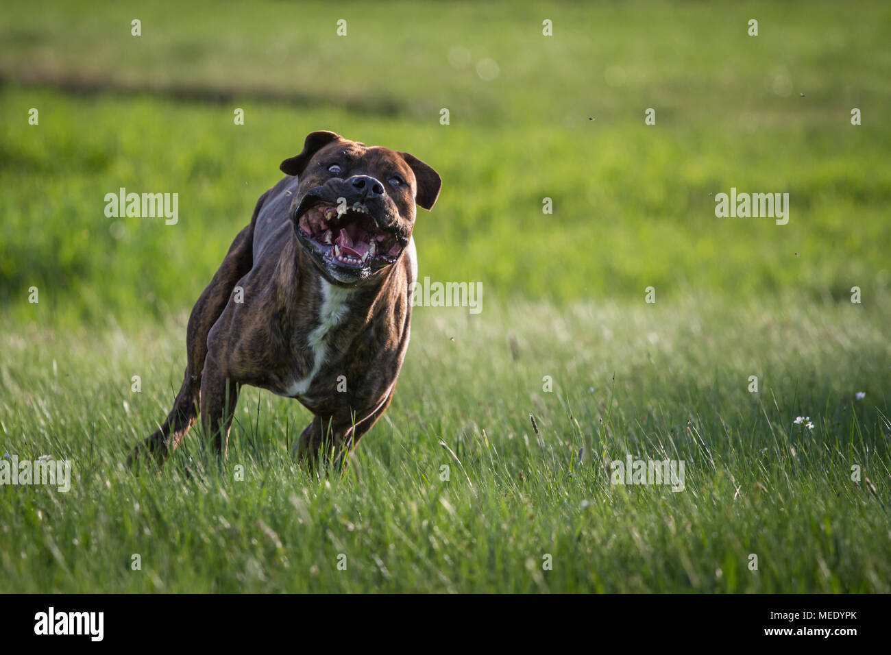 Muskulöser Schwerer Hund Stockfotos & Muskulöser Schwerer Hund Bilder