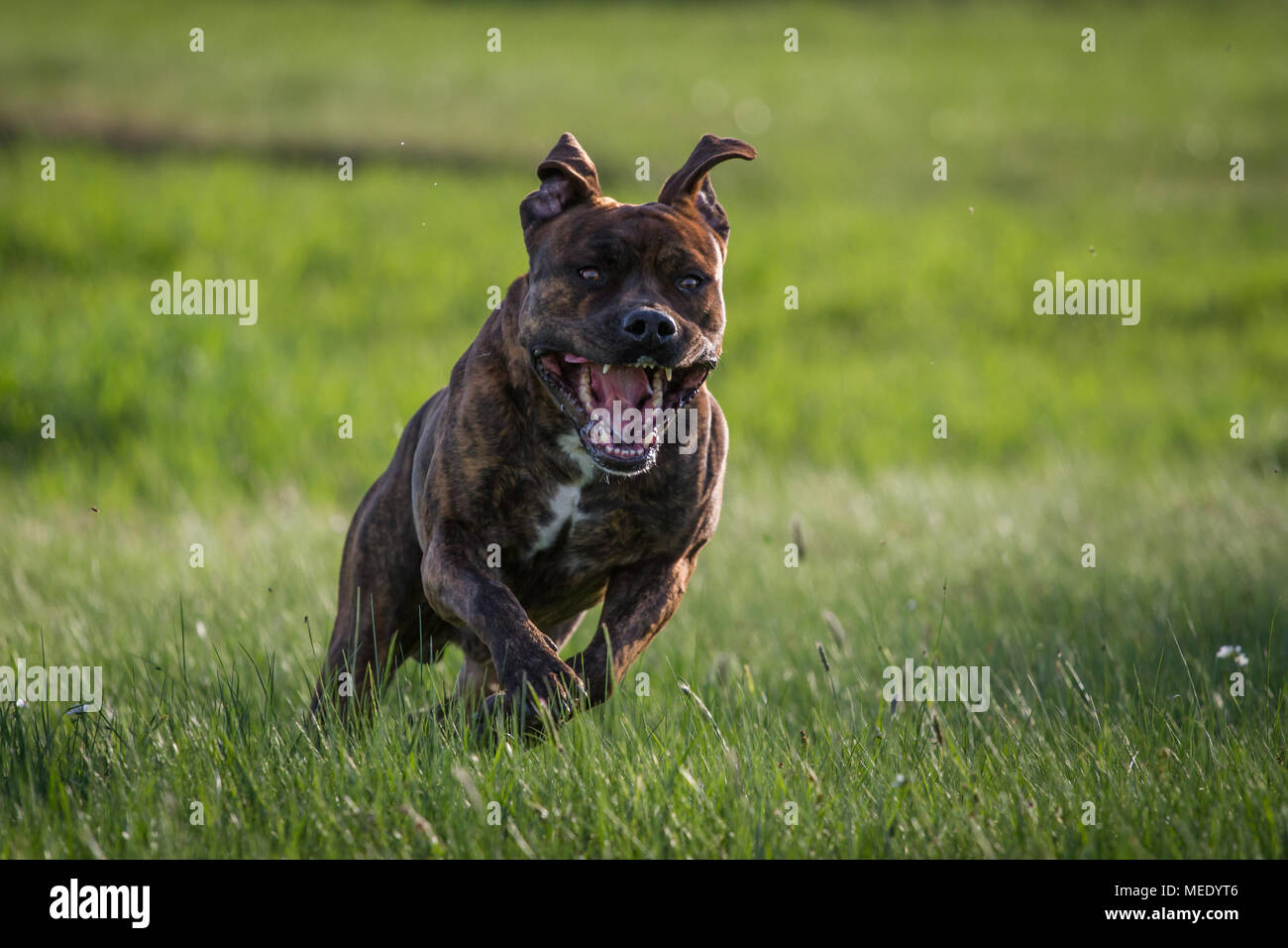Muskulöser Schwerer Hund Stockfotos & Muskulöser Schwerer Hund Bilder