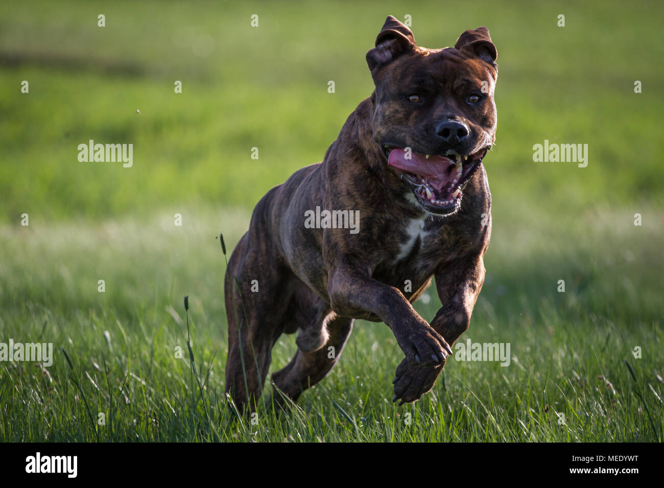 Muskulöser Schwerer Hund Stockfotos & Muskulöser Schwerer Hund Bilder