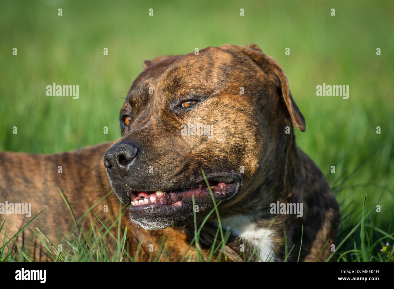 Die Pit Bulldog Molosser (Hund) liegend im Gras an einem sonnigen Frühlingstag Stockfoto