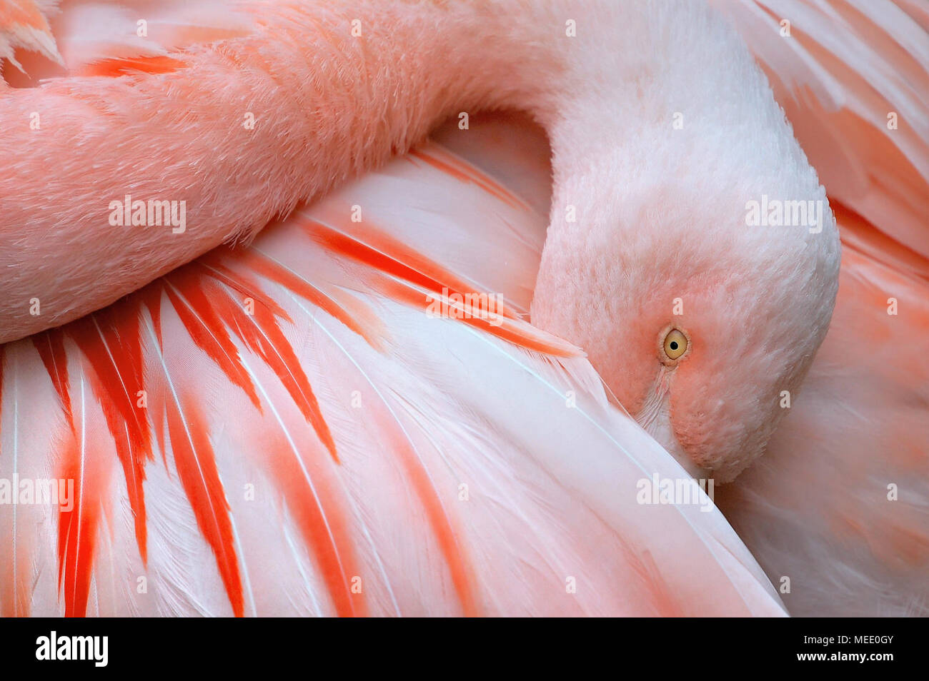 In der Nähe von Flamingo mit Kopf im Flügel Stockfoto