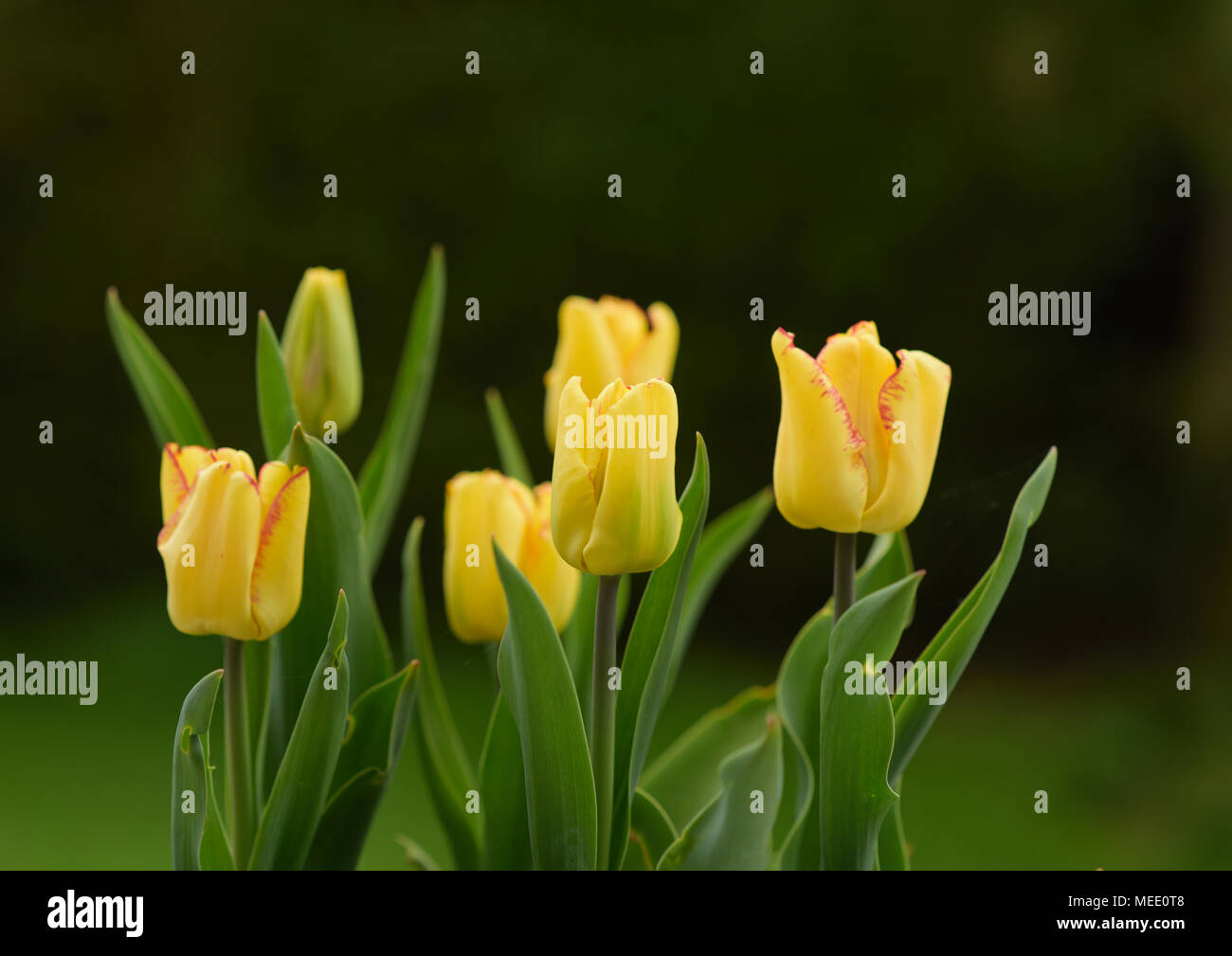 Gelbe Tulpen mit rotem Rand, Nahaufnahme von Blumenköpfen mit unscharfem Garten im Hintergrund in lancashire uk Stockfoto