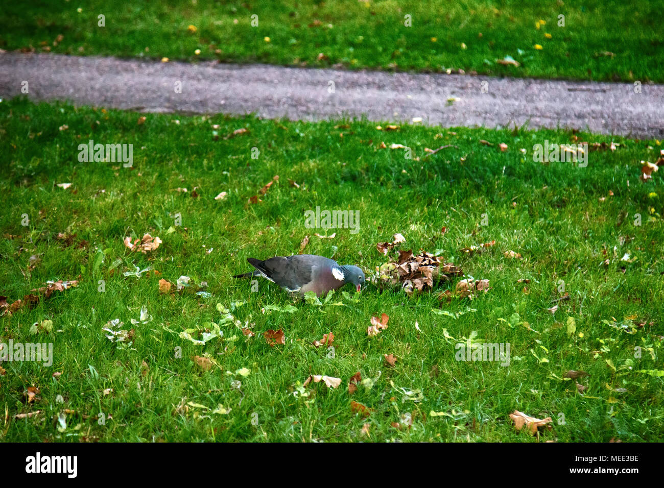 Ringeltaube (Columba palumbus, Palumbus palumbus) Fütterung auf Waldlichtung mit Eiche Eicheln. Fütterung Verhalten der Vögel, Vögel Futter. Verliert die Eicheln und Stockfoto