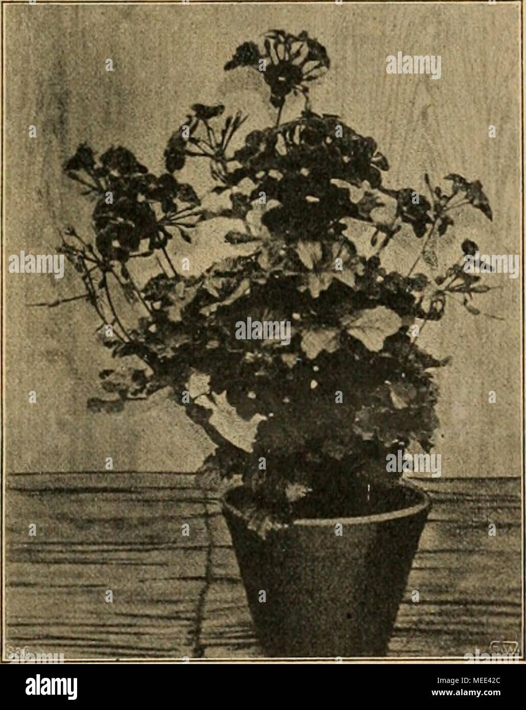 . Gartenwelt sterben. erdheere zur Anpflanzung bestens zu empfelÃ¼en. 25 StÃ¼ck krÃ¤ftige Pflanzen 15 Mk., 50 StÃ¼ck 25 Mk., 100 StÃ¼ck 40 Mk., 1000 StÃ¼ck 850 Mk.; etwas stÃ¤rkere Für Topfkultur 25 Pflanzen 20 Mk. Briefliche Bestellungen werdener bei Einsendung des Betrages oder gegen Nachnahme iiÃ¼nktlich besorgt. Emiiallage tuid Kulturan Weisung nordworden bei Ent-nahme von 50 StÃ¼ck gratis abgegeben. Unter 25 StÃ¼ck werdener nicht versendet." Die Preise sind direkt schamlose. Wo, so fragen wir, Sindh Lichtblick - derartige Preise in soliden gÃ¤rtnerischen GeschÃ¤oft erzielt worden. Der solide Spezia Stockfoto